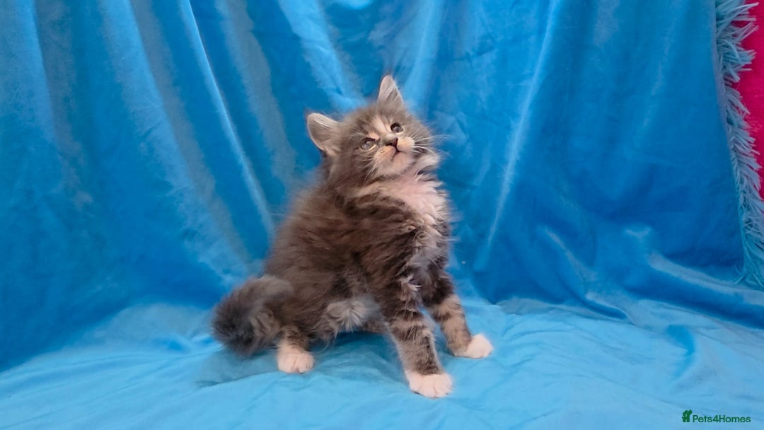 Maine Coon cats for sale: Ready December TICA beautiful Maine Coon Kittens  - Image 3