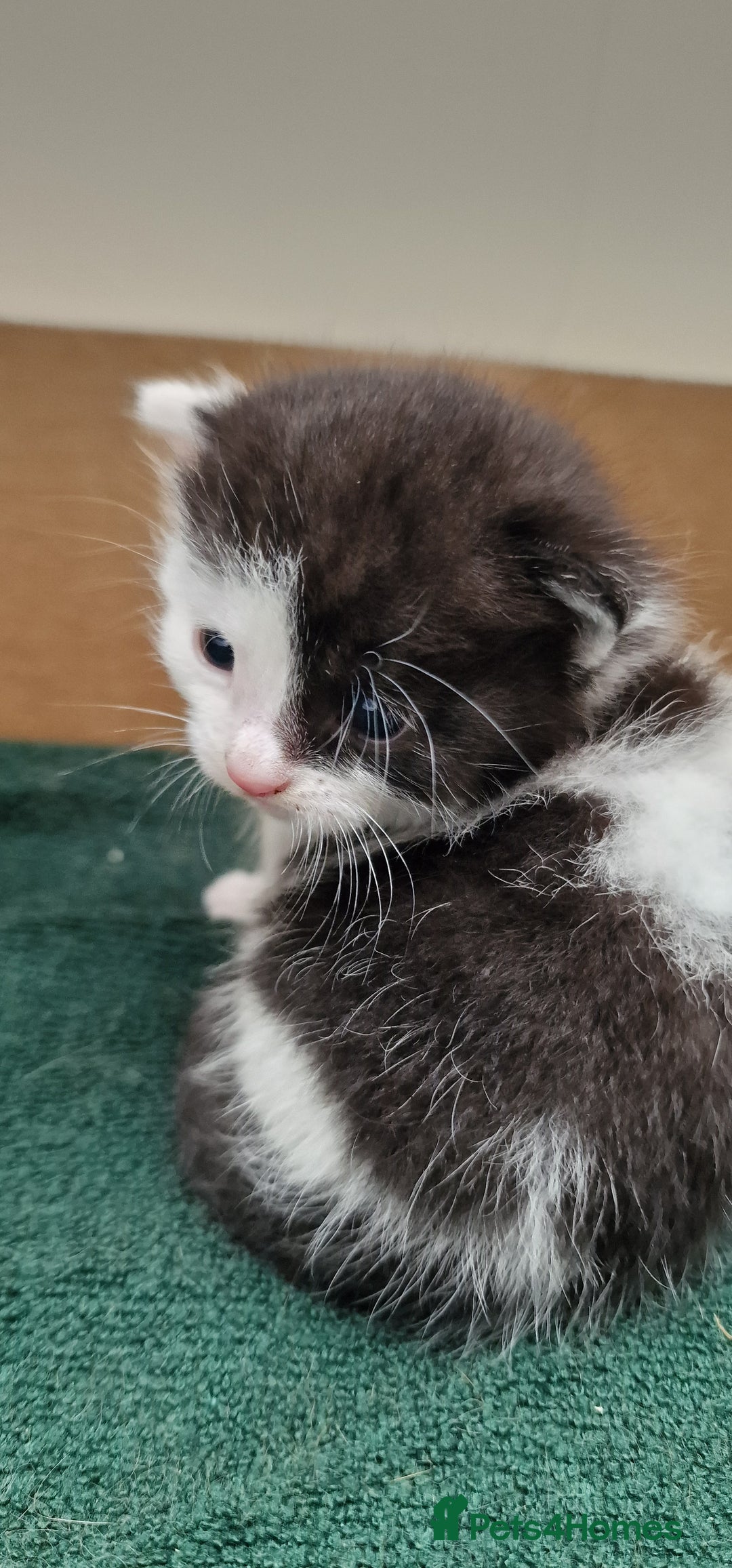 Mixed Breed cats for sale: Gorgeous Turtle Ginger Black Fluffy Kittens  - Image 5