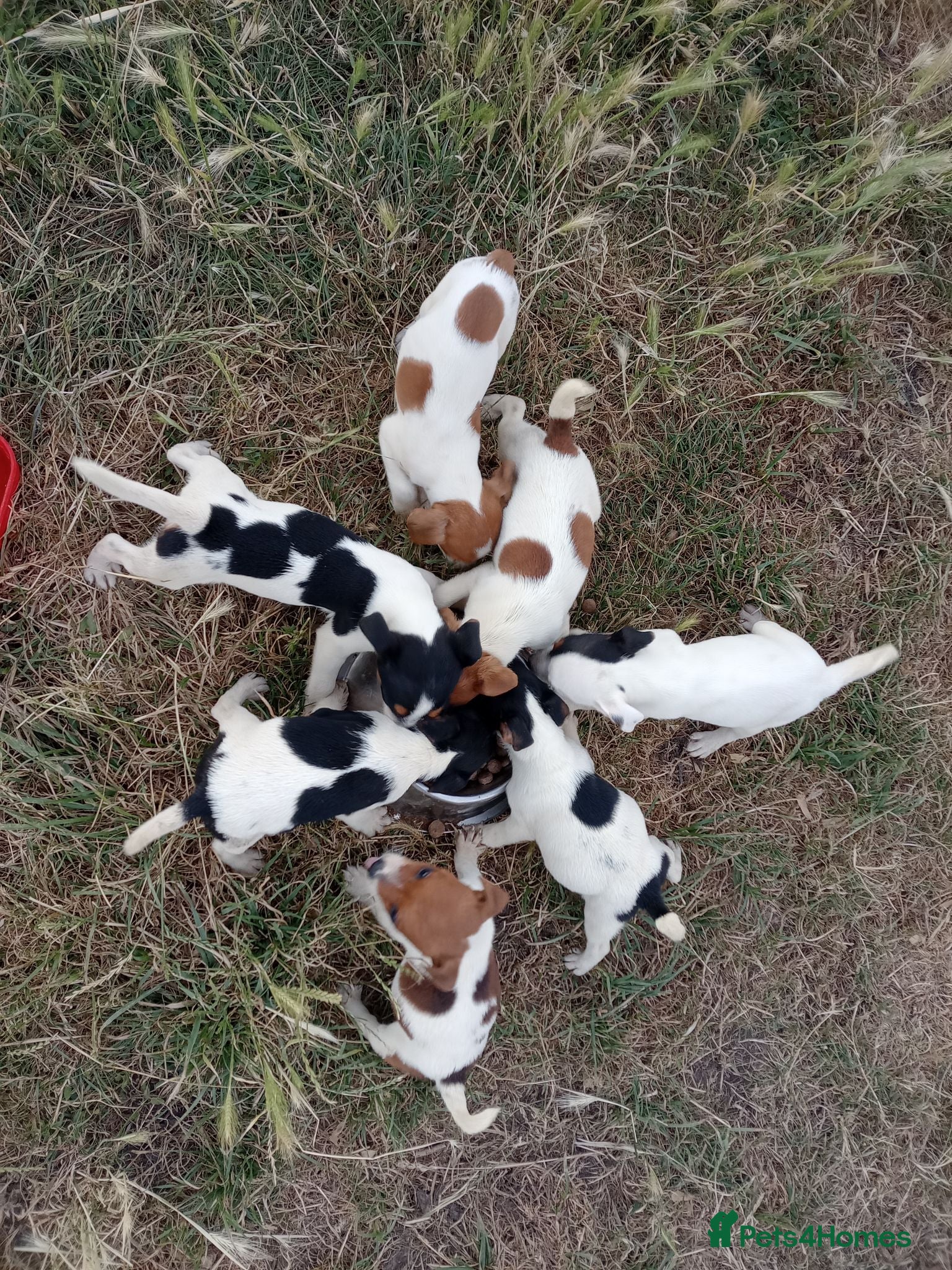 Jack Russell dogs JRT puppies few left  - Advert 20