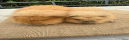 Guinea Pig rodents for sale: Pure bred Swiss baby boar guinea pigs  in Chester - Advert 2