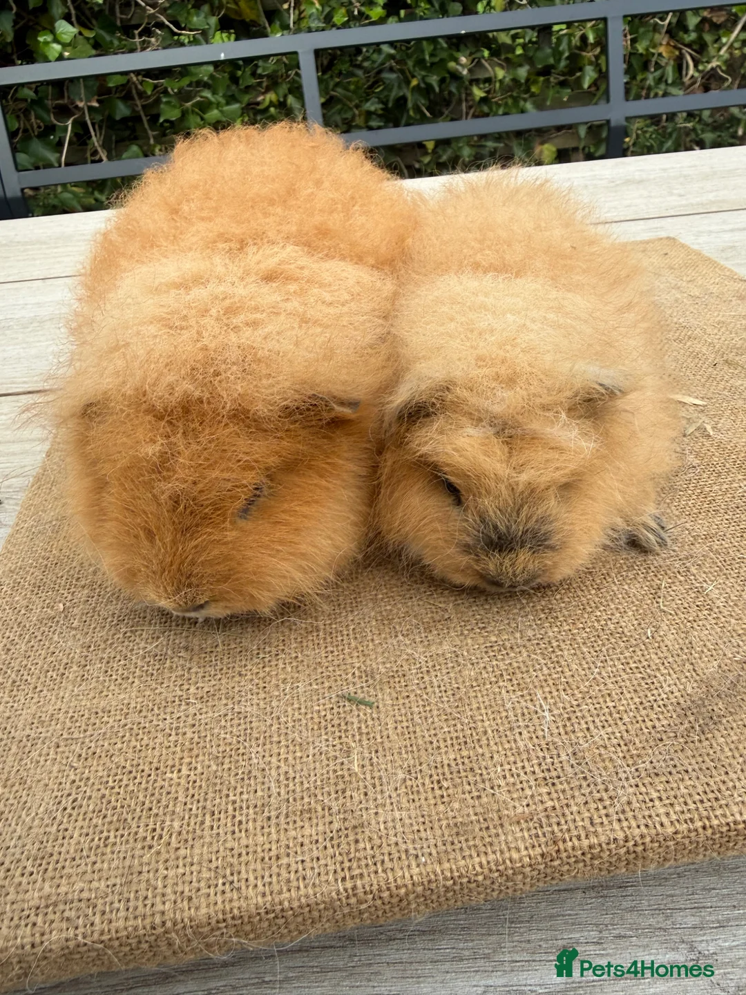 Guinea Pig rodents for sale: Pure bred Swiss baby boar guinea pigs  in Chester - Advert 2