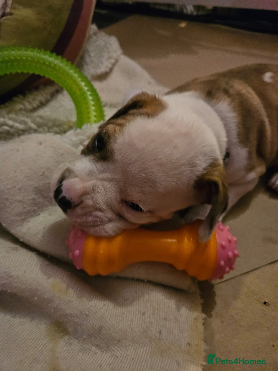 Mixed Breed dogs for sale: American Bulldog Puppies – Child & Cat Friendly - Advert 12