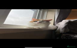 Turkish Van cats for sale: Beautiful Cats for sale  - Image 1