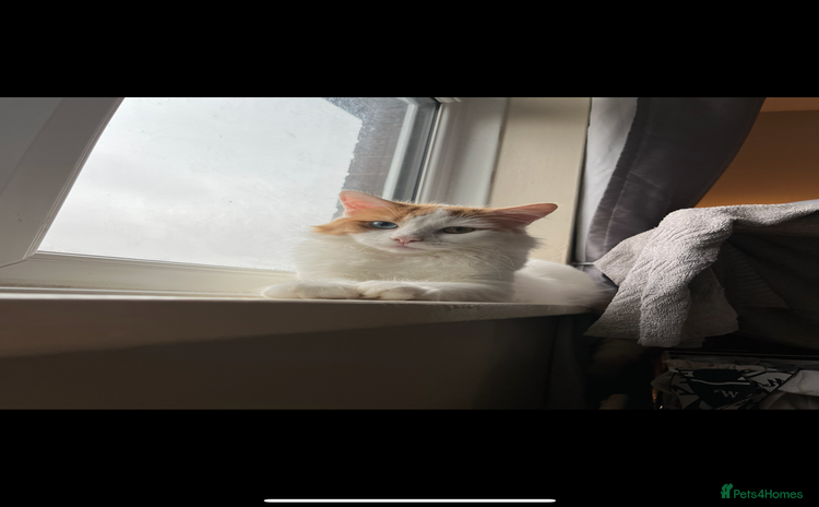 Turkish Van cats - Advert 12