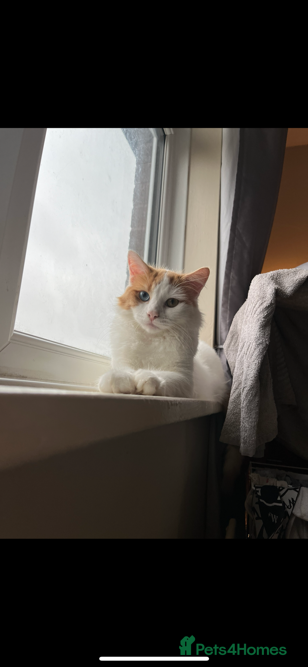 Turkish Van cats for sale: Beautiful Cats for sale  - Image 1