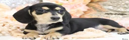 Miniature Dachshund dogs for sale: KC Miniature Dachshund Puppies - Advert 25