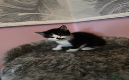 Mixed Breed cats for sale: Mixed breed kittens for sale💕 - Image 2