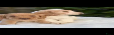 Cockapoo 4