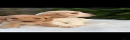 Cockapoo dogs for sale: Cockapoo males and females  - Advert 24