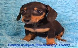 Miniature Dachshund dogs for sale: Rainbow Litter KC REG mini Daxi  - Image 6