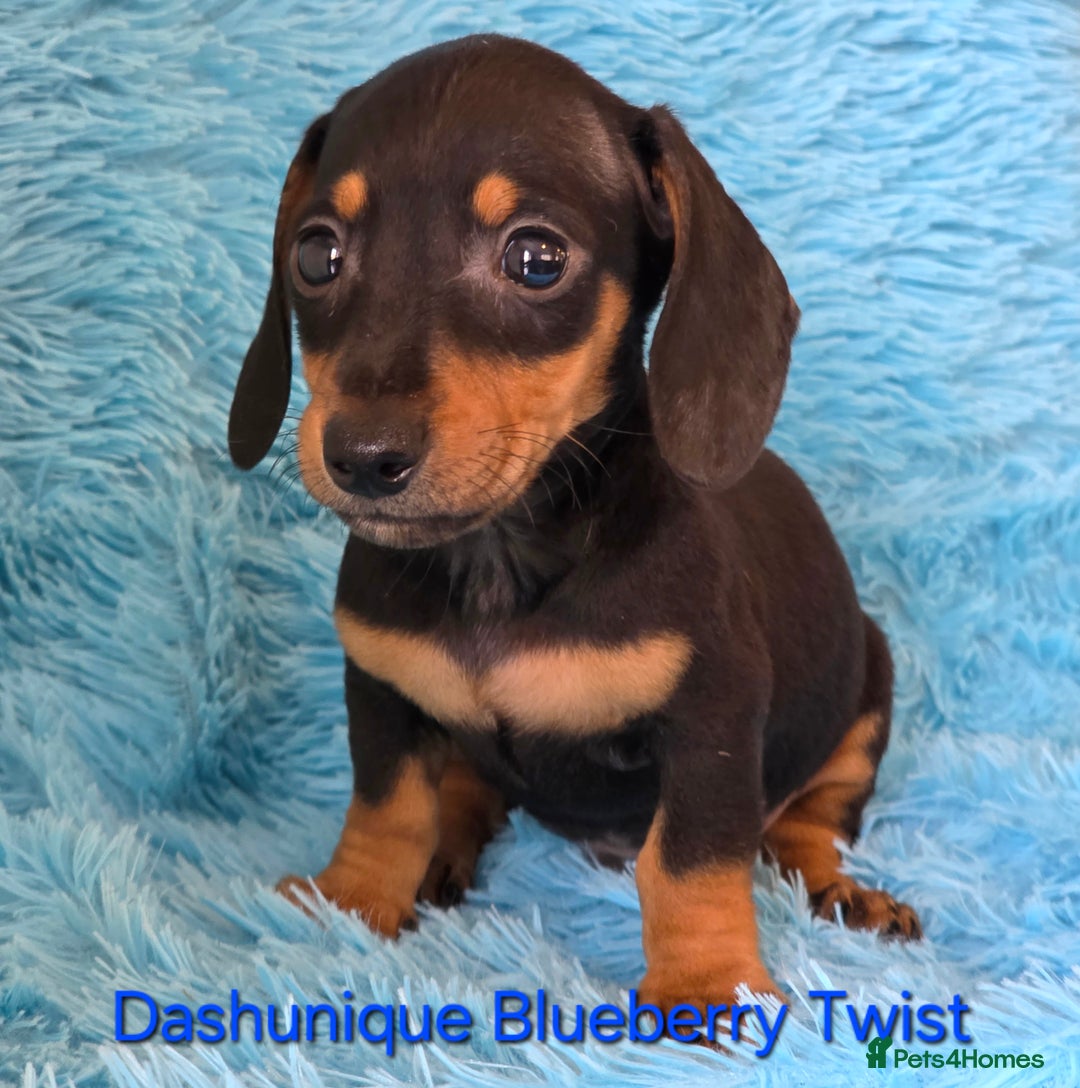 Miniature Dachshund dogs for sale: Rainbow Litter KC REG mini Daxi  - Image 6