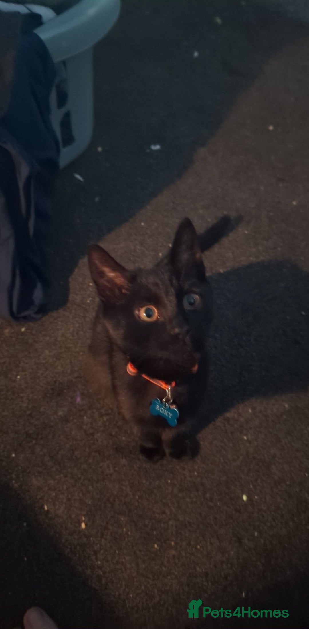 Mixed Breed cats for sale: New home ASAP - Image 1