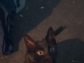 Mixed Breed cats - Advert 28