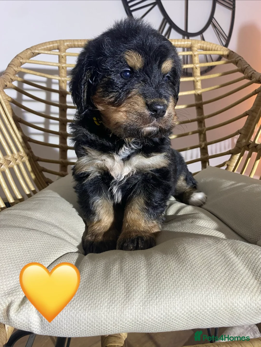 Mixed Breed dogs for sale: Golden Bernese Puppies 🖤🤍🤎 - Advert 10