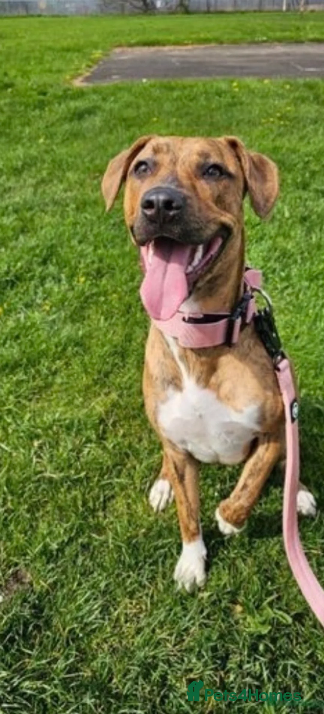 Mixed Breed dogs for sale: The lovely Nala  - Advert 3