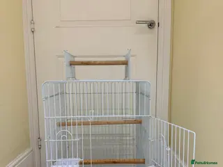 Lovebirds birds BEAUTIFUL PINEAPPLE CONURE BIRD LARGE TRAVEL CAGE - Advert 7