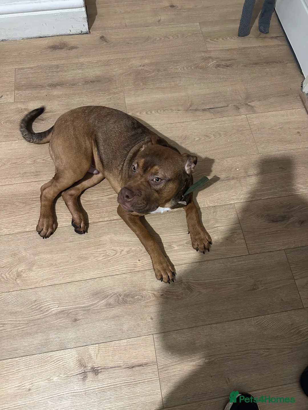 Mixed Breed dogs for sale: Dog for sale✅❤️❤️🔝 - Advert 1