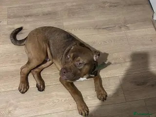 Mixed Breed dogs Dog for sale✅❤️❤️🔝 - Advert 1