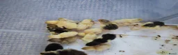 Chickens poultry for sale: USA silkie chicks/ hatching eggs CPQ quails - Advert 5