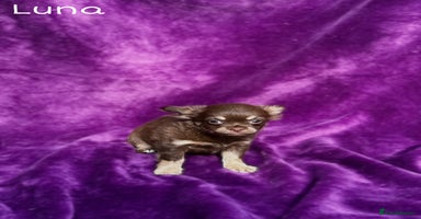 Chihuahua dogs - Advert 20
