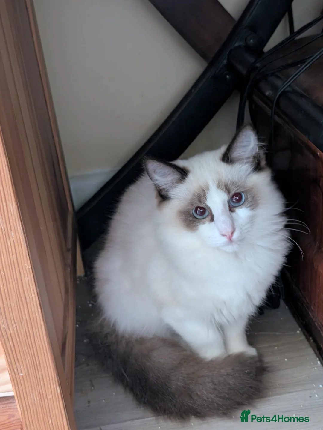 Ragdoll cats for sale: Male Ragdoll  - Advert 2