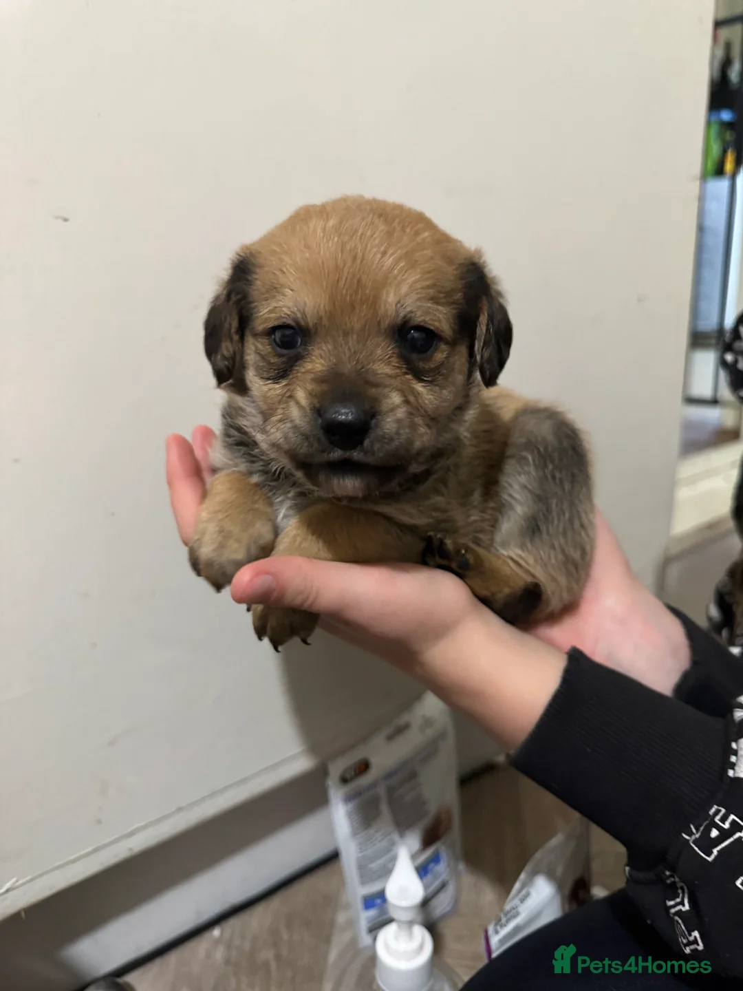 Mixed Breed dogs for sale: Rottweiler cross puppies - Advert 13