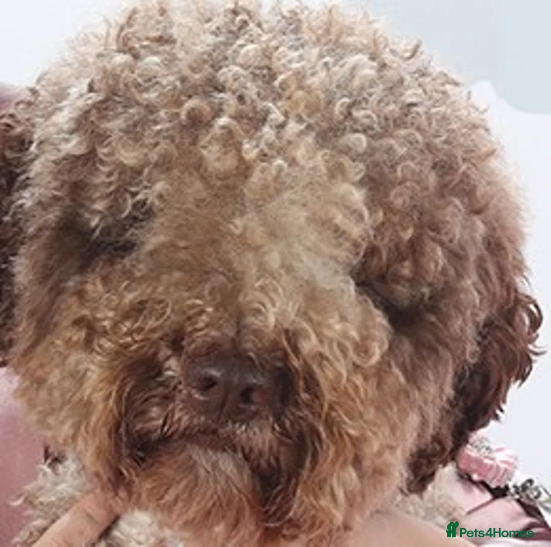 Lagotto Romagnolo dogs for sale: Lagotto Romagnolo puppies , a rarity !  - Advert 9
