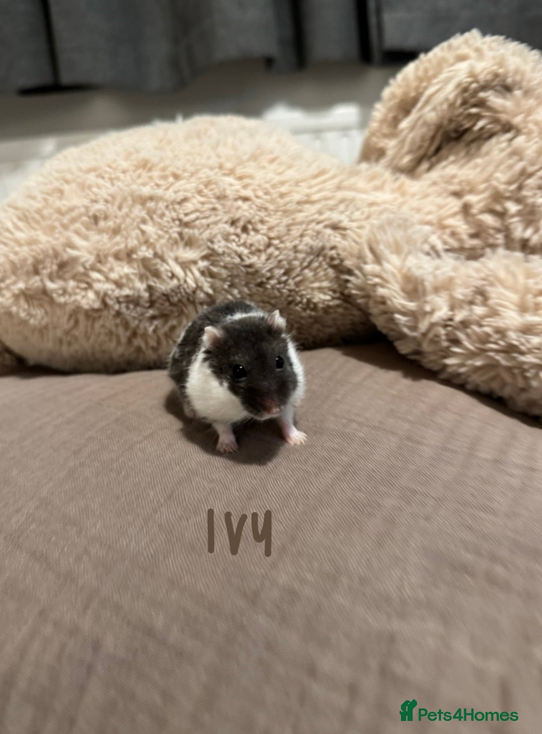 Hamster rodents for sale: 3x Winter White Dwarf Hamsters - Advert 2