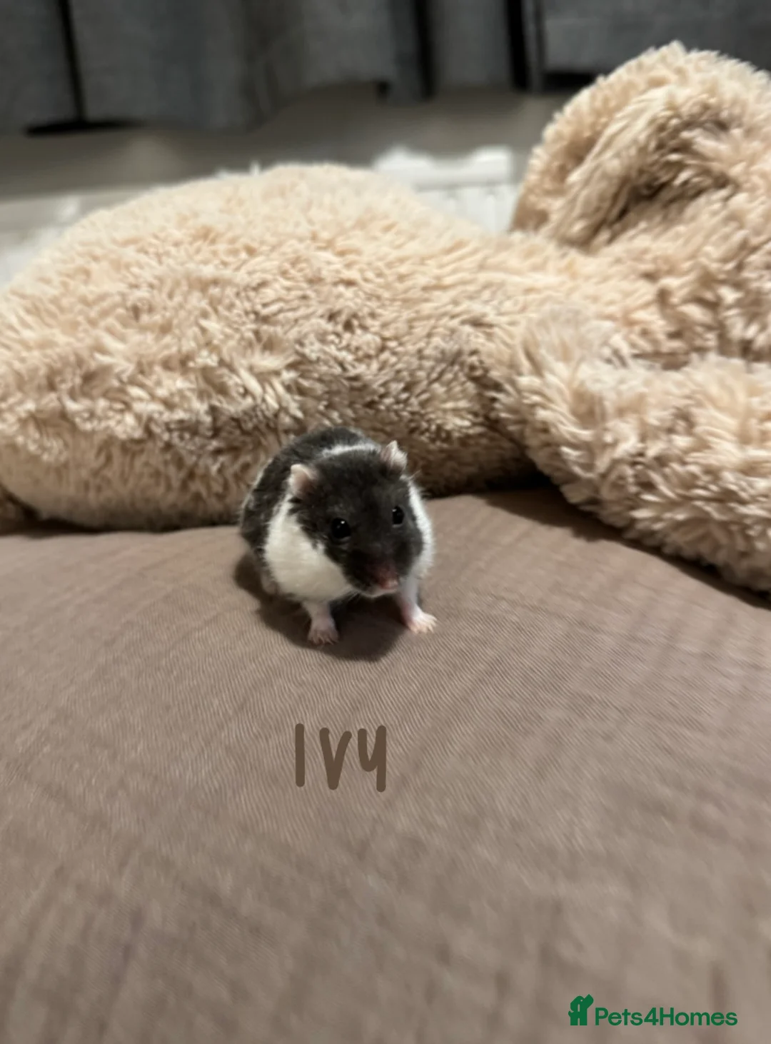 Hamster rodents for sale: 3x Winter White Dwarf Hamsters - Advert 2