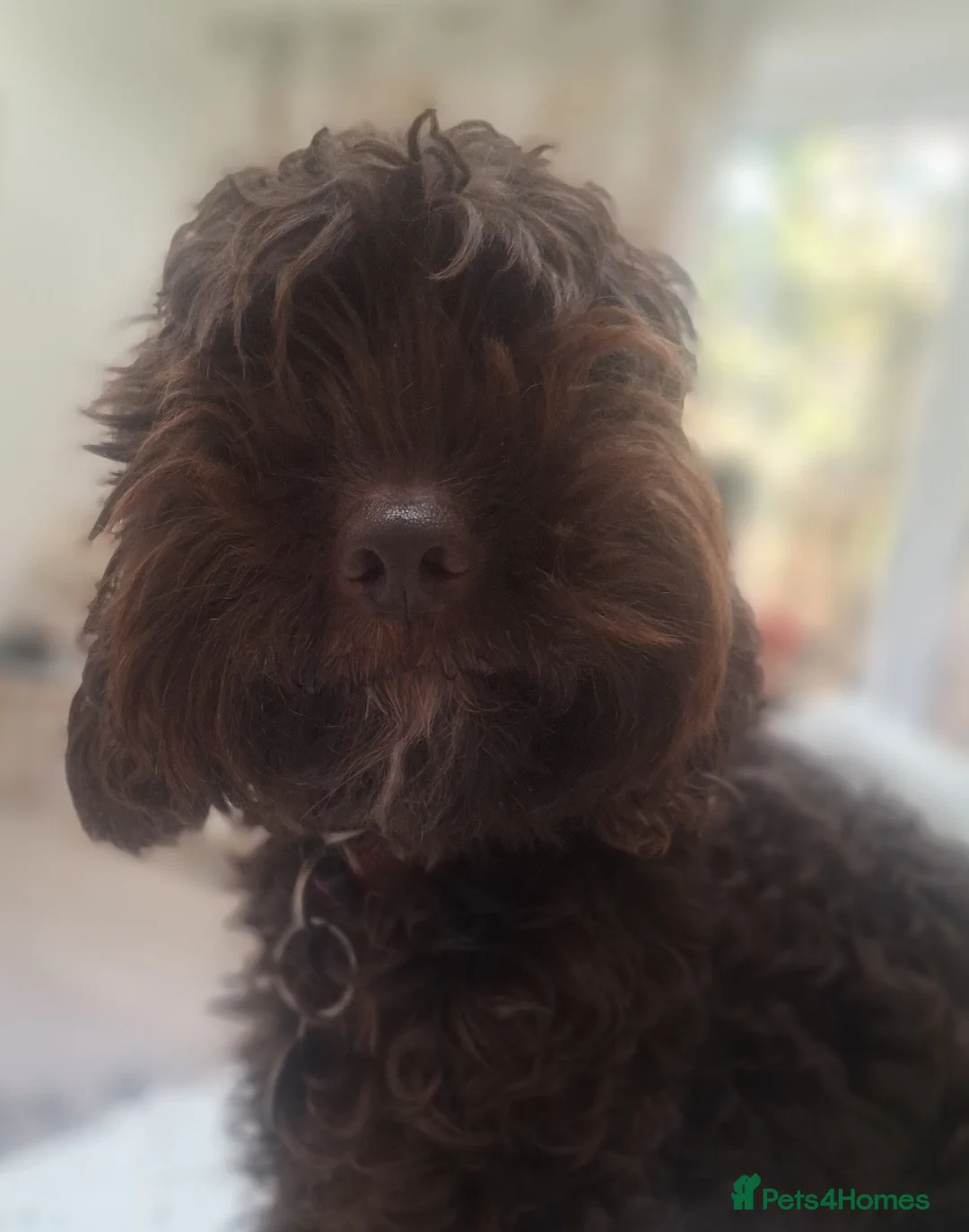 Cockapoo dogs for sale: Mo (4 year old  chocolate brown Cockapoo)  - Advert 2