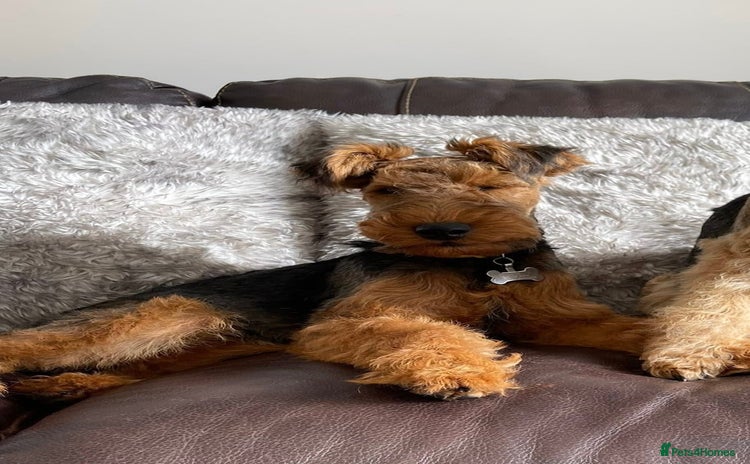 Welsh Terrier dogs - Advert 2