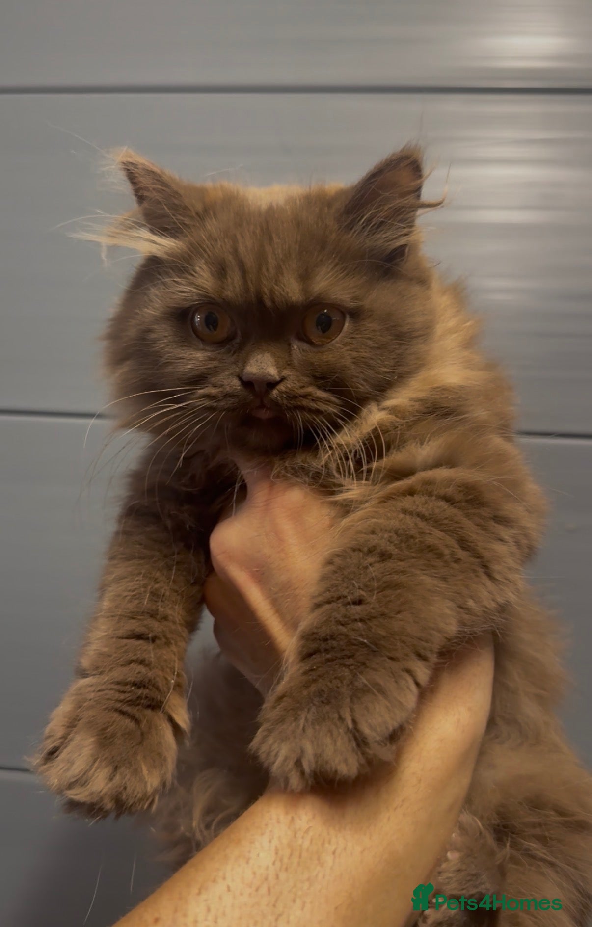 British Longhair cats Beautiful chunky cinnamon kittens looking newhome  - Advert 8