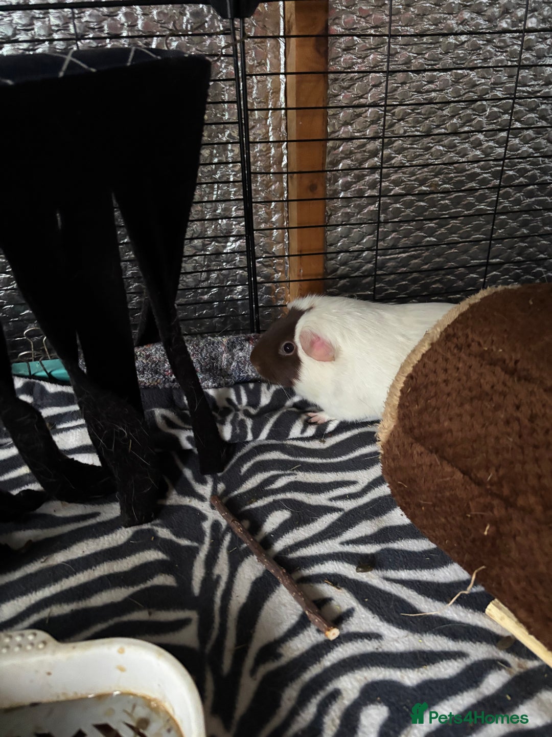 Guinea Pig rodents for sale: 2 sow guinea pigs 1yr old - Advert 4