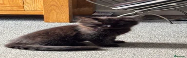 British Longhair 2