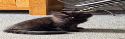 British Longhair cats for sale: Black female kitten - Advert 4