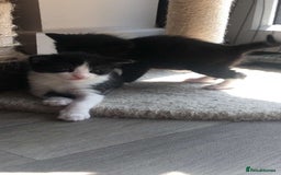 Mixed Breed cats for sale: Kittens for sale  - Image 5