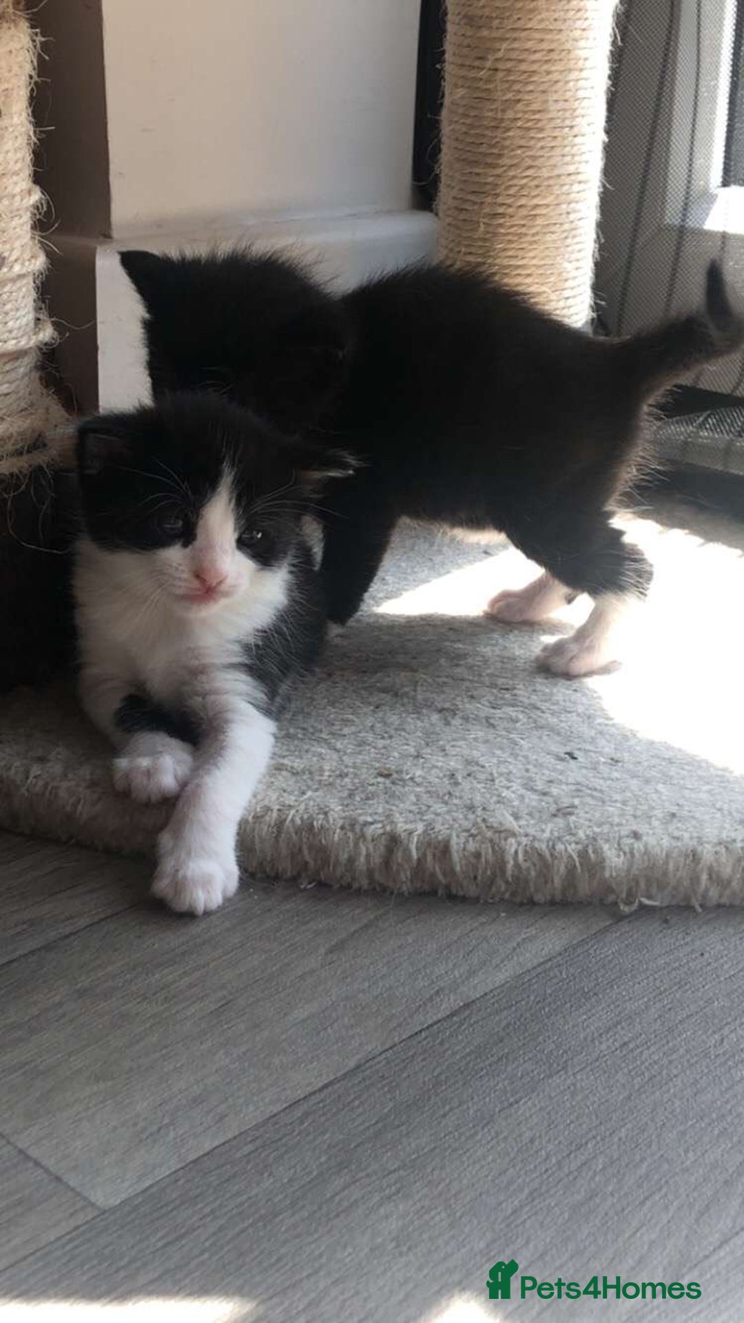 Mixed Breed cats for sale: Kittens for sale  - Image 5