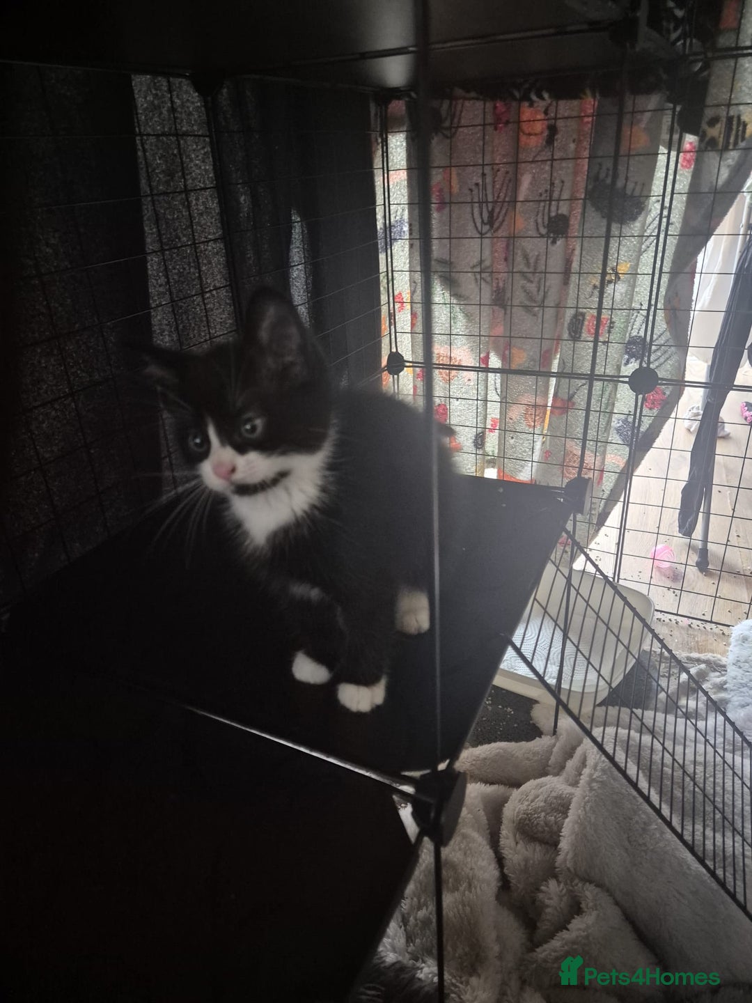 Mixed Breed cats for sale: Adorable kittens - Advert 7