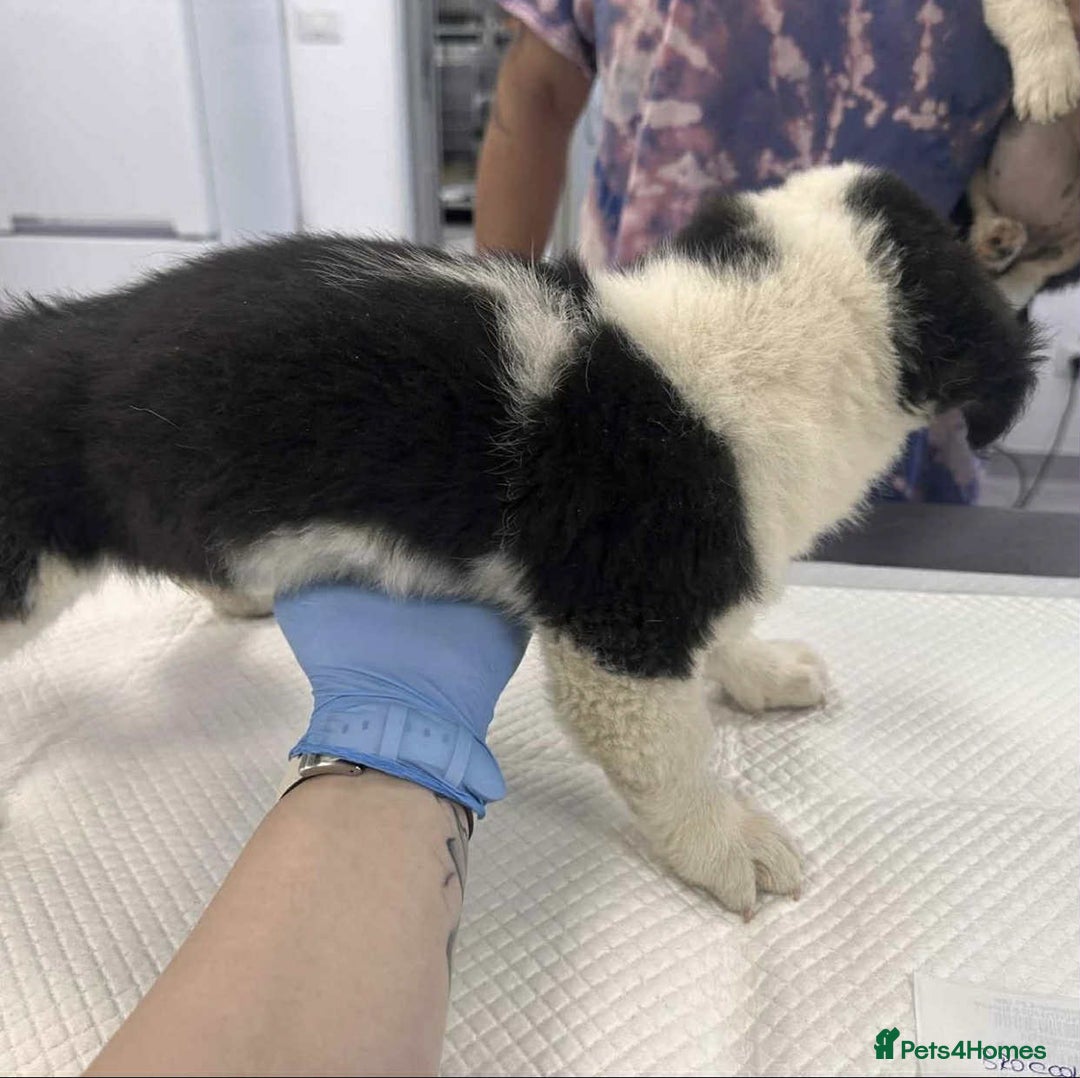 Mixed Breed dogs for adoption: 🥦Broccoli🥦 for adoption, coming into BUCKS - Image 6