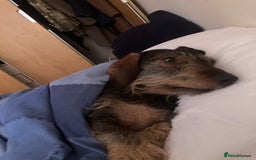 Miniature Dachshund dogs for stud: Looking for wife! Mini Wirehaired Dachshund - Image 7