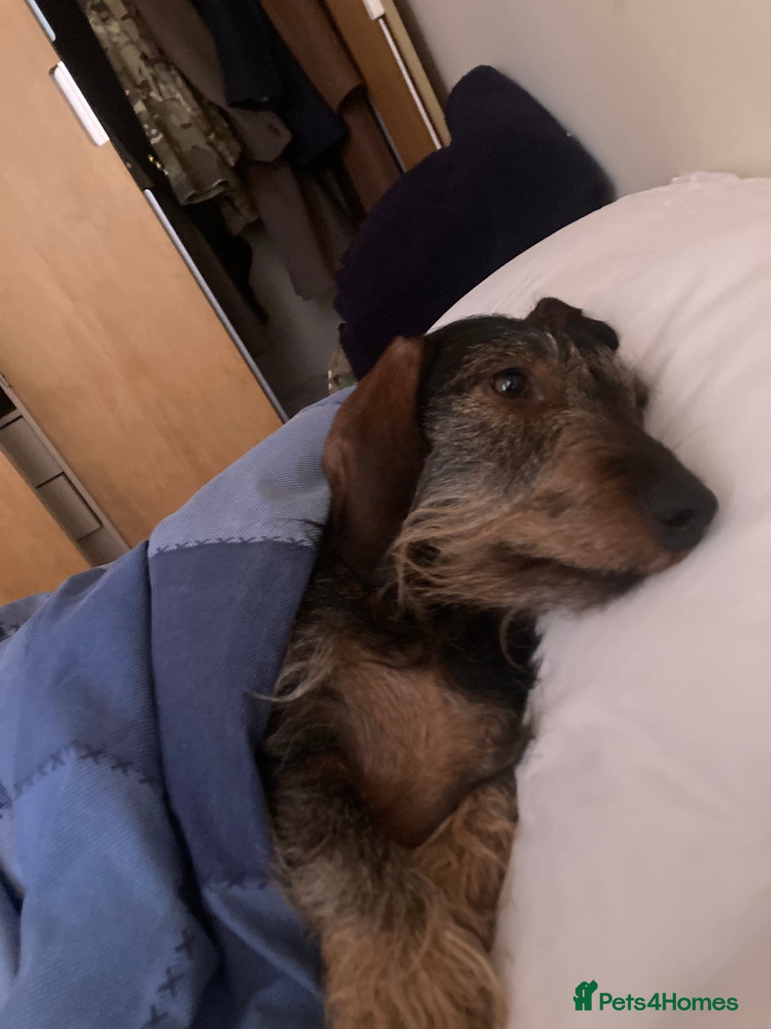 Miniature Dachshund dogs for stud: Looking for wife! Mini Wirehaired Dachshund - Image 7
