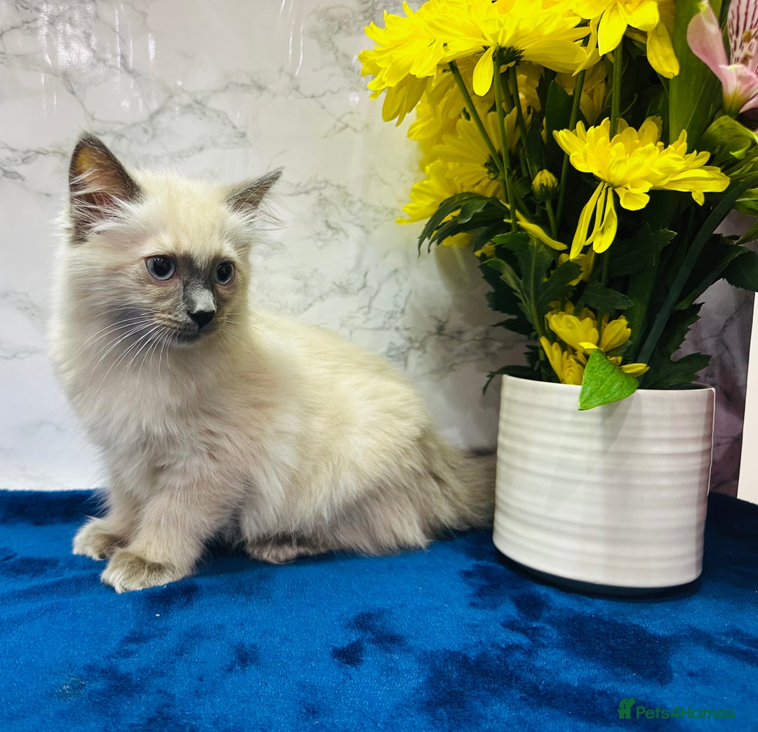 Ragdoll cats for sale: TICA Registered Magnificent Ragdoll kittens  - Advert 11