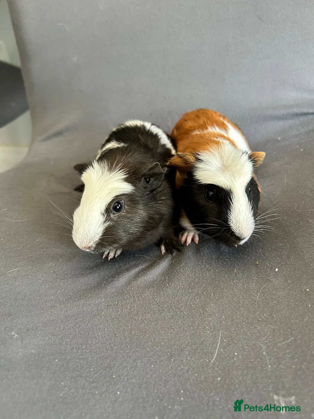 Guinea Pig rodents for sale: 4 boars for sale  - Advert 2