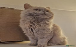 British Longhair cats for sale: Sweet full pedigree British little girl  - Image 4