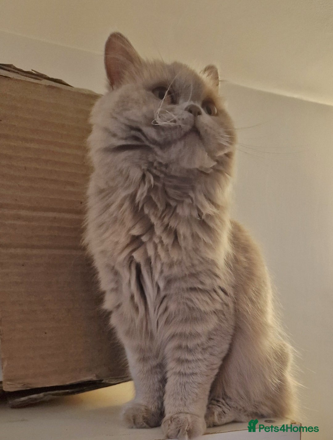 British Longhair cats for sale: Sweet full pedigree British little girl  - Image 4