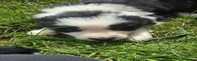 Border Collie 2