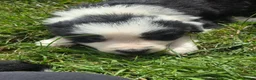 Border Collie dogs for sale: Two beautiful boys available boarder collie pups - Advert 10