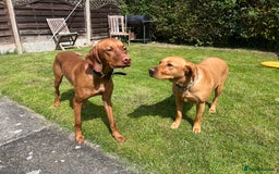 Hungarian Vizsla dogs for stud: Quality stud boy  - Image 3