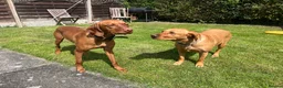 Hungarian Vizsla dogs for stud: Quality stud boy  - Advert 3