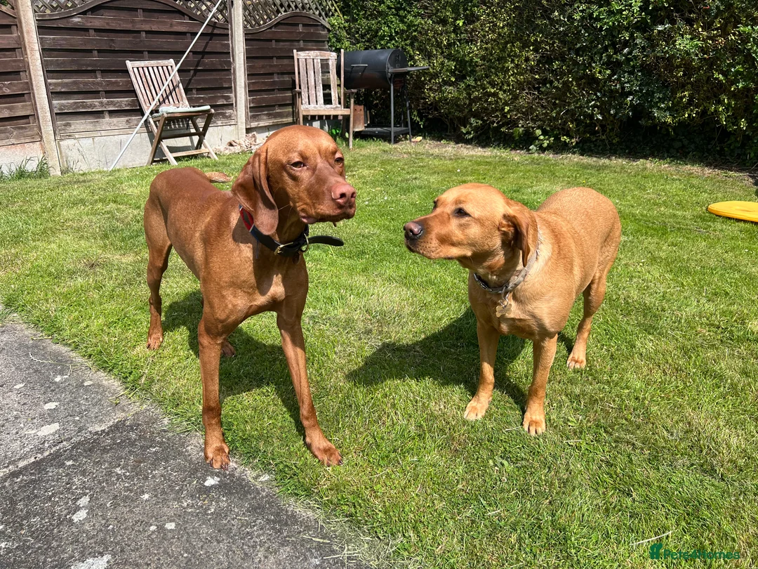 Hungarian Vizsla dogs for stud: Quality stud boy  - Advert 3